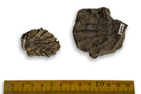 F 12834
<br/>
<br/>
<em></em>